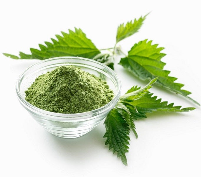 Ortie piquante  poudre الحريكة مطحونة  stinging nettle قصر التوابل